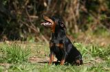 PINSCHER NAIN 083